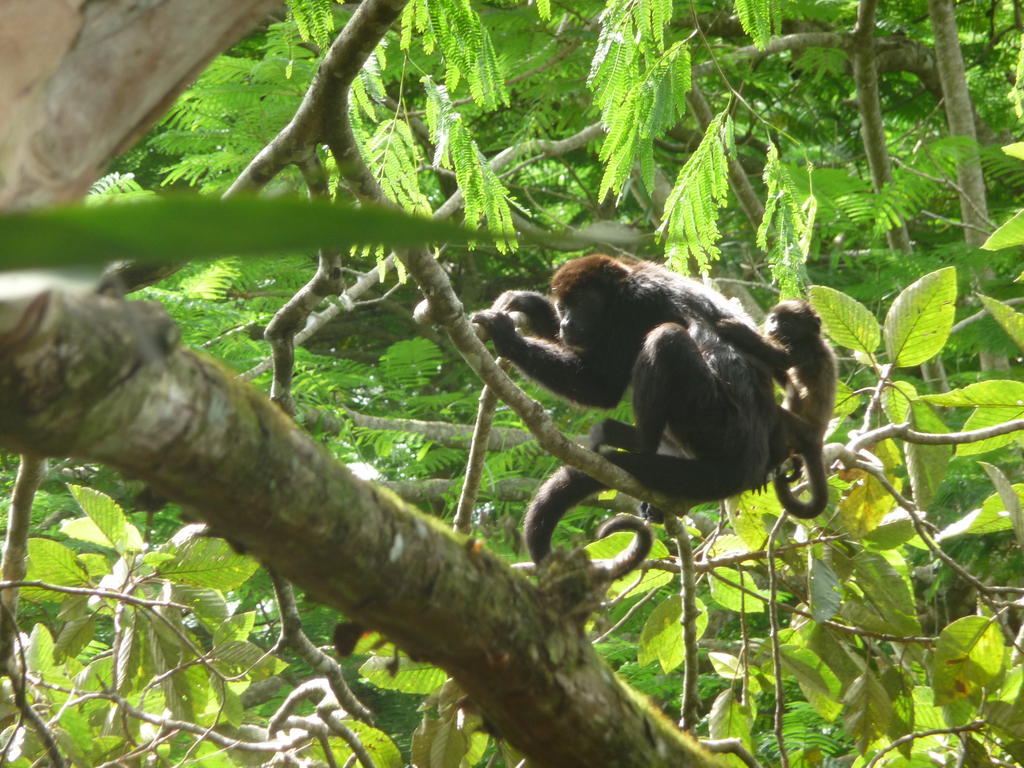 Topos Tree House Cahuita Bagian luar foto