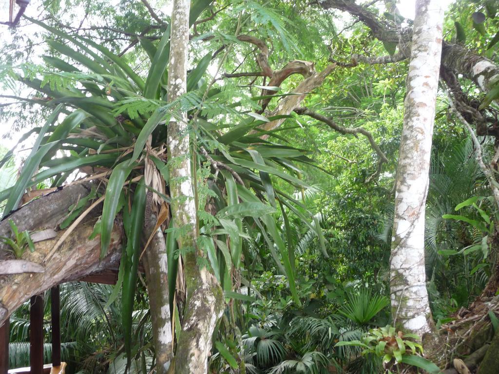 Topos Tree House Cahuita Bagian luar foto