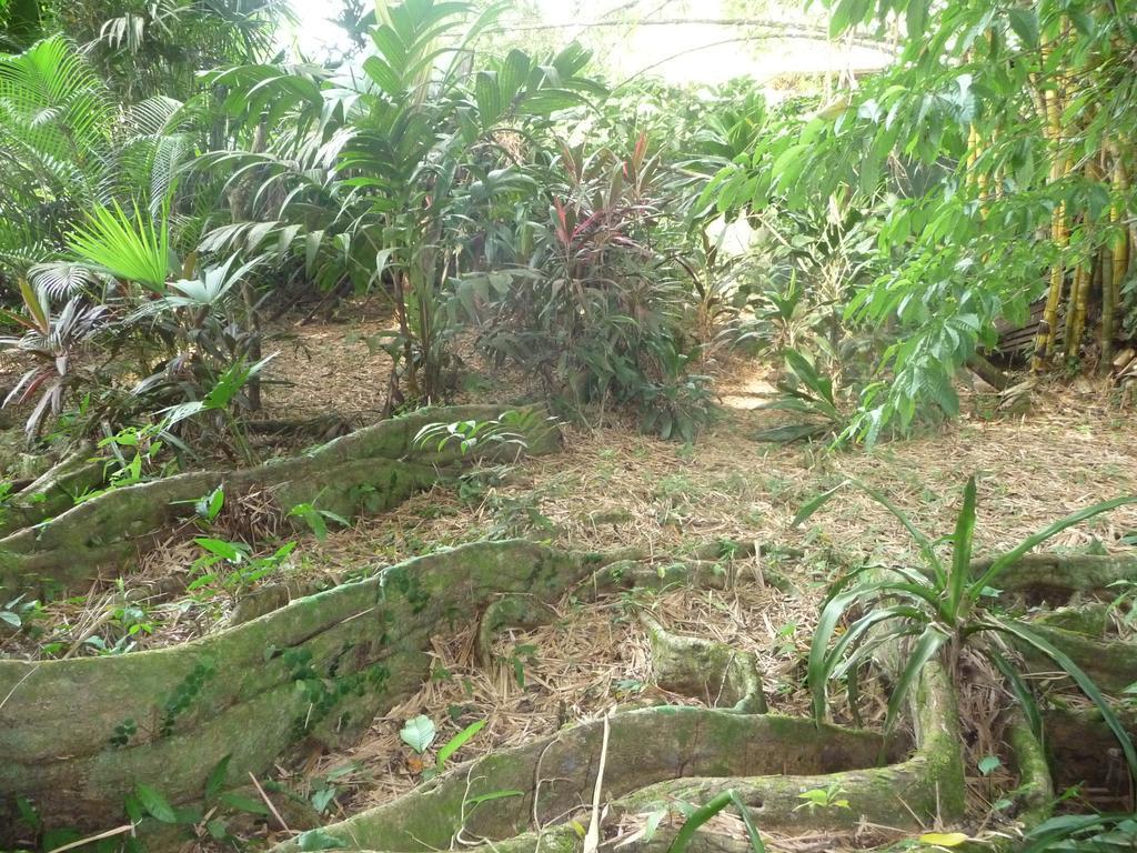 Topos Tree House Cahuita Bagian luar foto