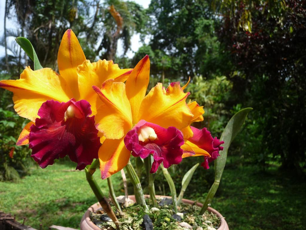 Topos Tree House Cahuita Bagian luar foto