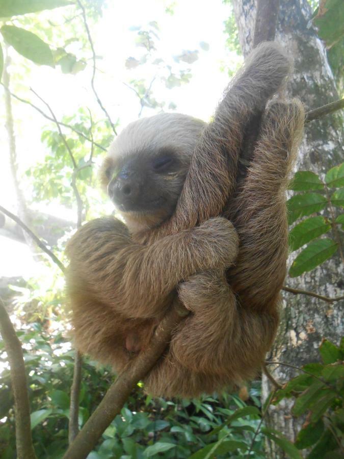Topos Tree House Cahuita Bagian luar foto